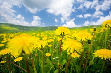 Summer dandelion field clipart