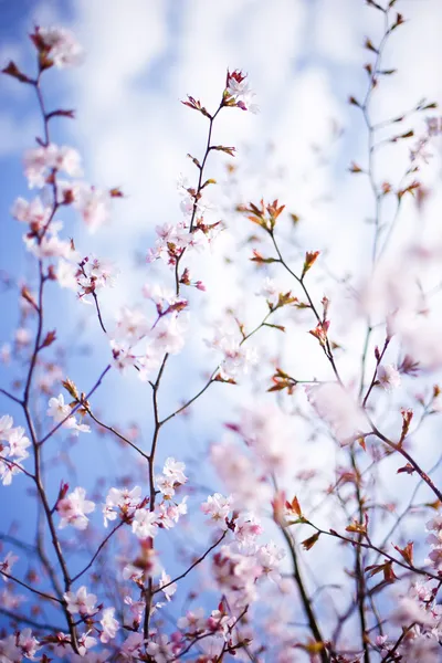 stock image Blossoming tree