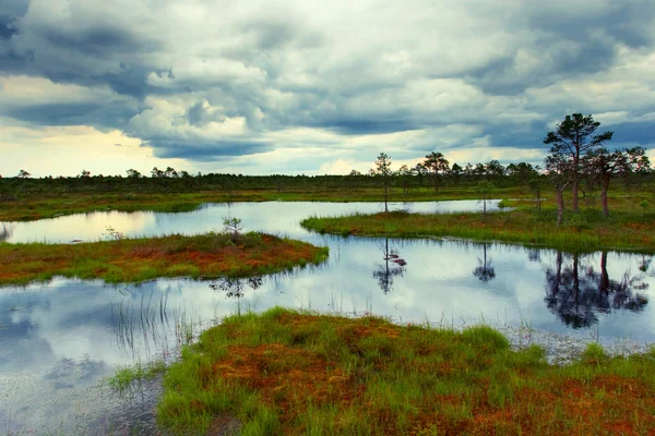 Естонська болото — стокове фото