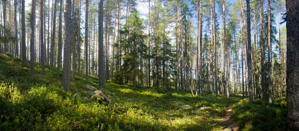 Nyári erdő — Stock Fotó