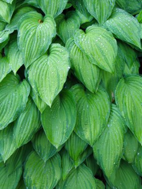 Hosta yaprakları