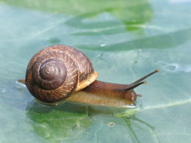 Snail on a glass surface clipart