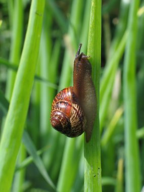 Crawling snail clipart