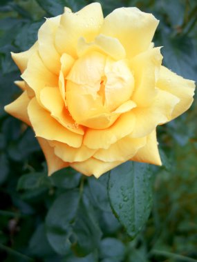 Wet yellow rose clipart