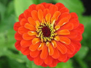 Zinnia flower clipart