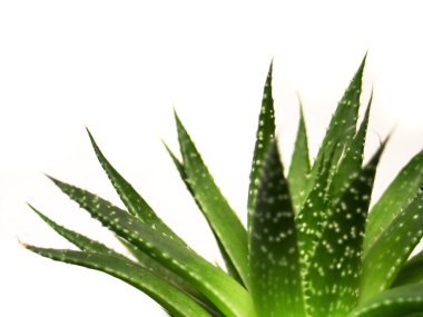 Aloe vera leaves detailed clipart