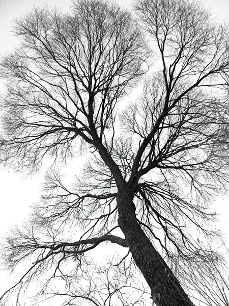 stock image Veins of the tree