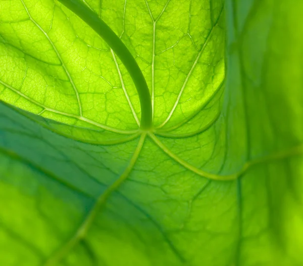 한 련 1의 잎 — 스톡 사진