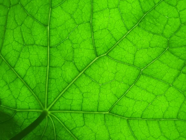 한 2 련 잎 — 스톡 사진
