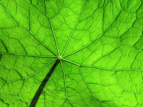 Nasturtium 3 yaprak — Stok fotoğraf