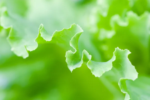 Листя салату — стокове фото