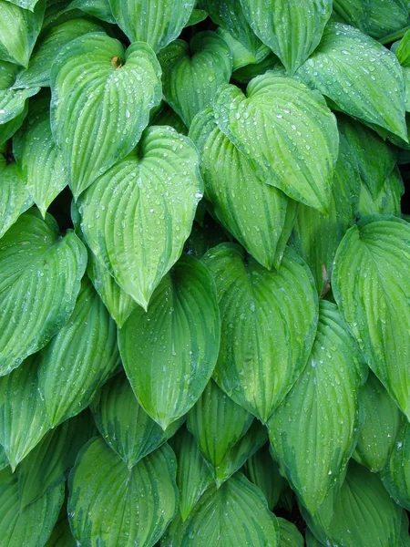 Hosta leaves — Stock Photo, Image