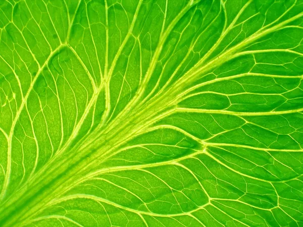 Leaf of salad — Stock Photo, Image