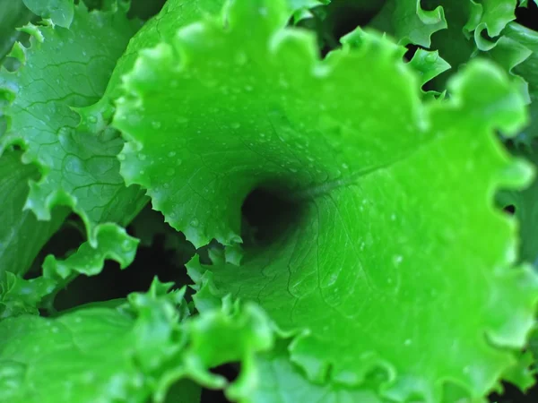 Leveles saláta — Stock Fotó