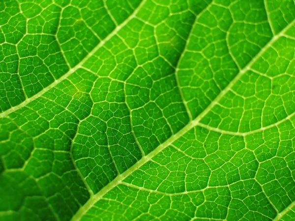 Cymbling의 잎 — 스톡 사진