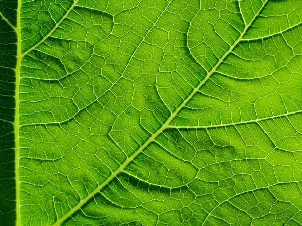 Cymbling의 잎 — 스톡 사진