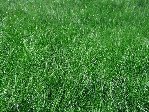 Green grass blades — Stock Photo, Image