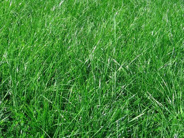 Zielone ostrza trawy — Zdjęcie stockowe