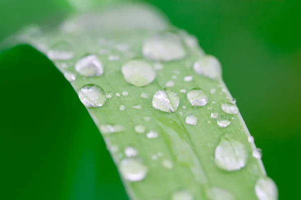 Vattendroppar på ett gräs blad — Stockfoto