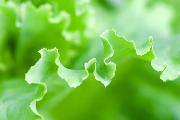 新鮮な緑のレタス — ストック写真