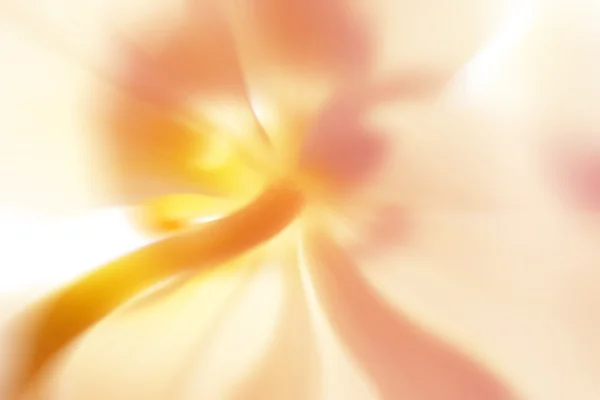 stock image Abstract flower