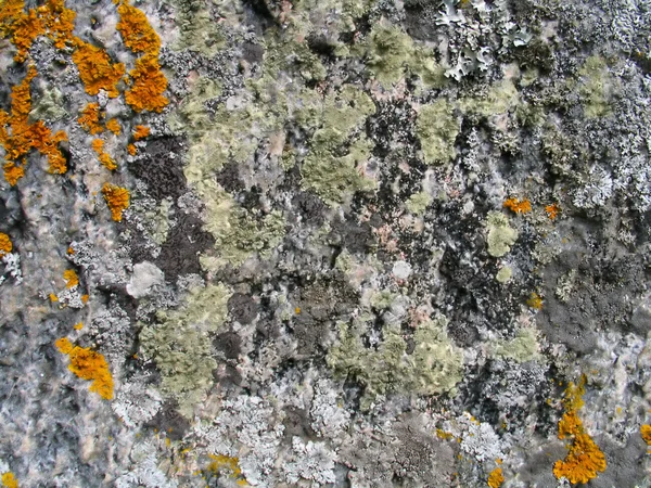 Lichen background — Stock Photo, Image