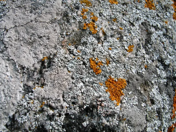 stock image Lichen background