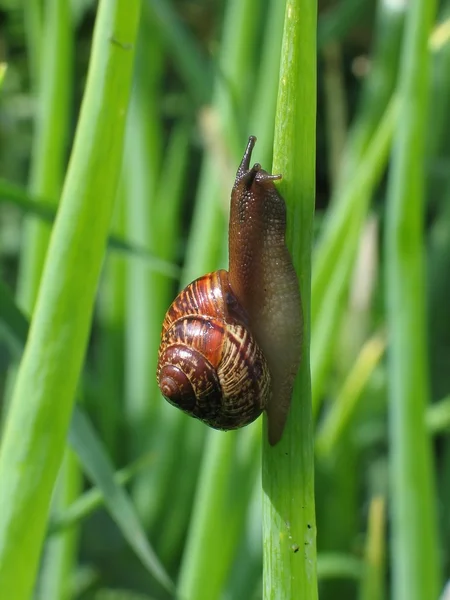 stock image Crawling snail