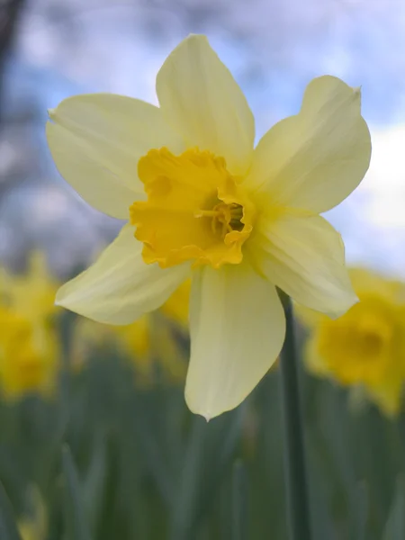 Single blooming narcissus — Stock Photo, Image