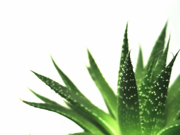 Aloe vera 2 yaprakları — Stok fotoğraf