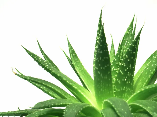Aloe vera deixa 1 — Fotografia de Stock