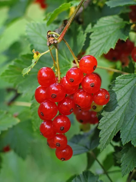 stock image Banch of red currant