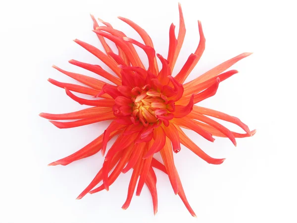 赤いダリアの開花 — ストック写真