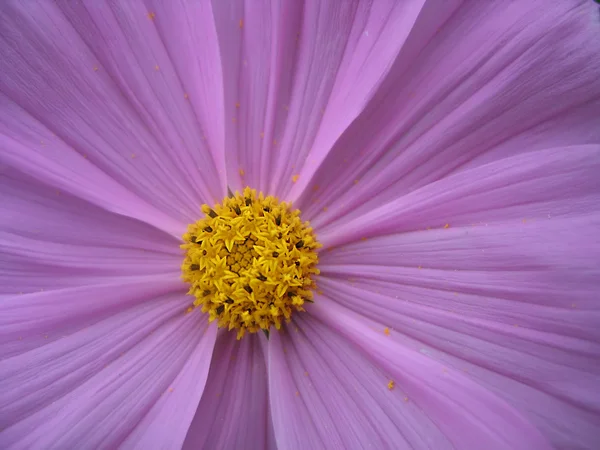 Bloeiende lila bloemen — Stockfoto