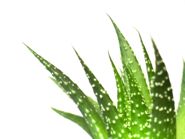 Aloe vera αφήνει, λεπτομερείς — 图库照片