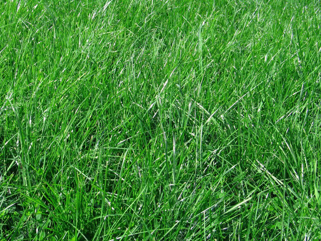 Green grass blades Stock Photo by ©yurok.a 6960041