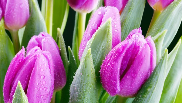 Fresh purple tulips — Stock Photo, Image