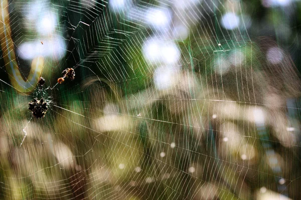 Stock image Abstract Spider Web