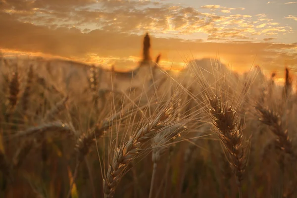 Puesta de sol de trigo —  Fotos de Stock
