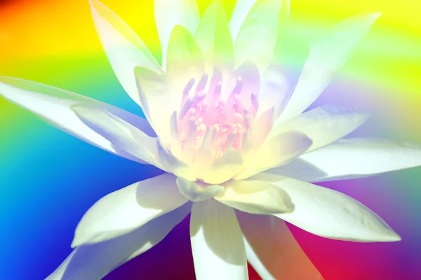 Göttliche Blume Hintergrund — Stockfoto