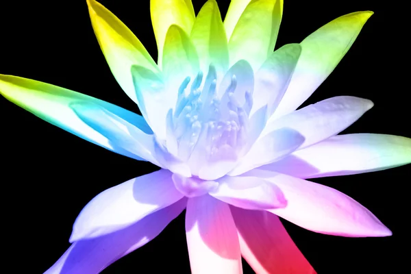 Göttliche Blume — Stockfoto