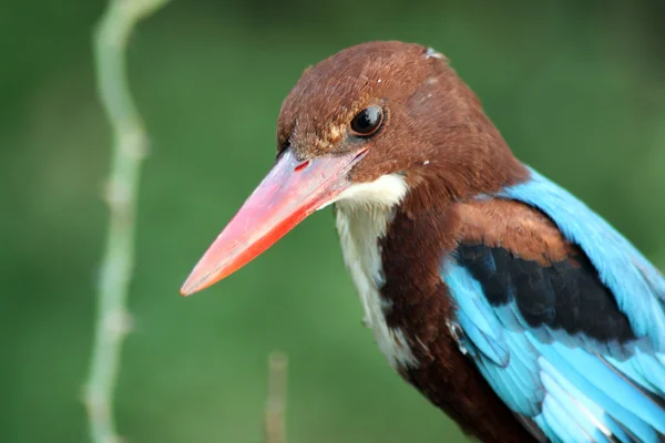 Stock image Kingfisher