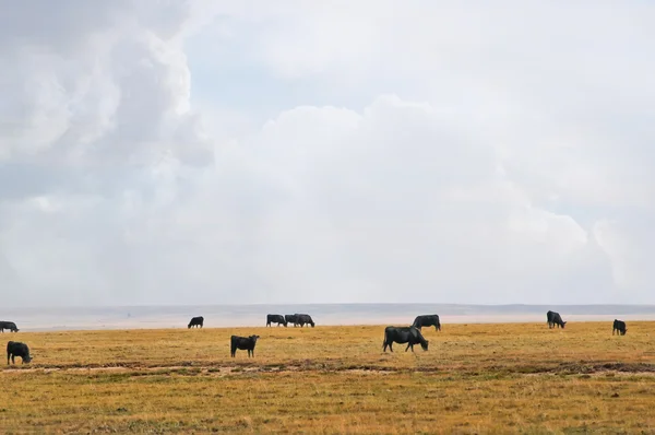 Büyük Batı gökyüzü altında aralığı inek — Stok fotoğraf