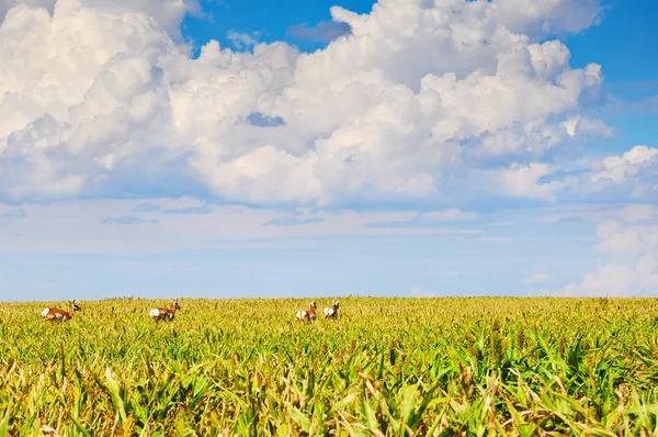 Vilda pronghorn i ett sorghum fält — Stockfoto
