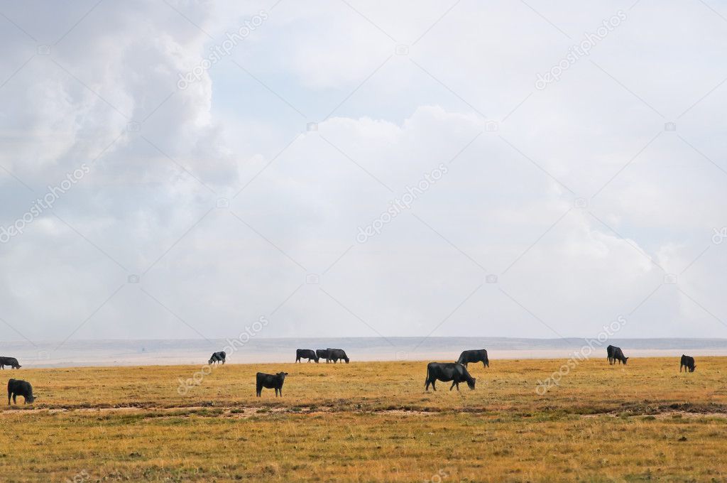 Range cows under a big western sky