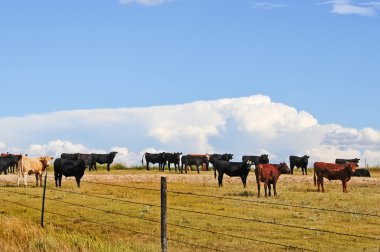 Small portion of steer herd waiting to be shipped clipart