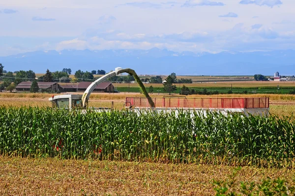 Zbiory kukurydzy w środowisku wiejskim — Zdjęcie stockowe