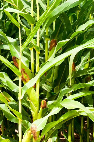 Corn stalks with immature cobs — Stock Photo, Image