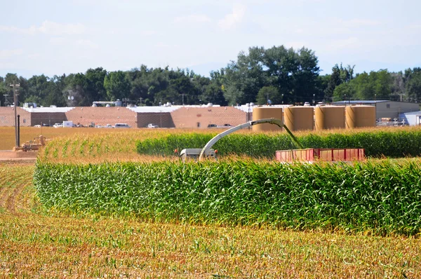 Een veld van maïs oogst — Stockfoto