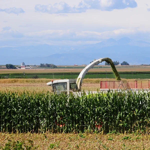 Combineren in cornfield — Stockfoto